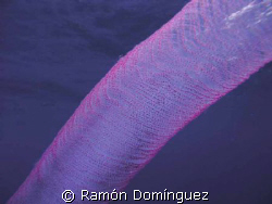 Huge salp colony drifting. by Ramón Domínguez 